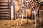Sama słodycz! W zoo przyszła na świat mała żyrafa. Nikt się tego nie spodziewał!, ZOO Wrocław