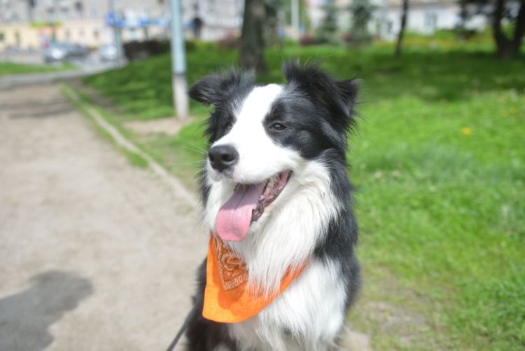 Psi wybieg w parku Tołpy. Co za radość!, Wojciech Bolesta