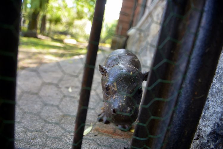 Mały hipopotam z wrocławskiego zoo pierwszy raz na wybiegu [ZDJĘCIA, WIDEO], Wojciech Bolesta