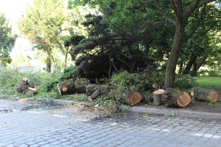Drzewo runęło na ulicę, przygniatając zaparkowaną mazdę, Paweł Prochowski