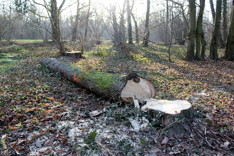Trwa wycinka 303 drzew w Parku Grabiszyńskim. Wrocławianie protestują [ZDJĘCIA], Bartosz Senderek