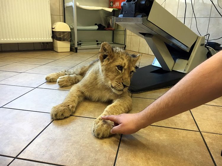 5-miesięczna lwica Kari na badaniach we Wrocławiu [ZDJĘCIA], Artur Długosz