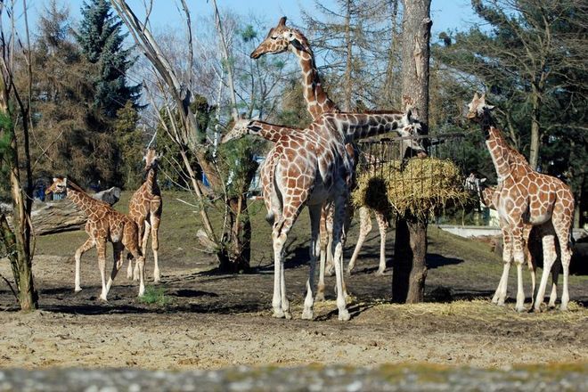 Wrocławskie zoo chwali się, że ratuje zagrożone gatunki, 0