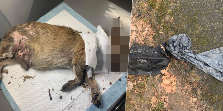 Wrocław: Makabryczne odkrycie w parku. Ktoś okaleczył i zabił psa, Ekostraż