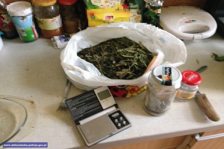 Policjanci zlikwidowali domową hodowlę marihuany [ZOBACZ ZDJĘCIA], Dolnośląska Policja