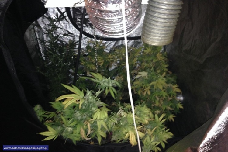 Policjanci zlikwidowali domową hodowlę marihuany [ZOBACZ ZDJĘCIA], Dolnośląska Policja