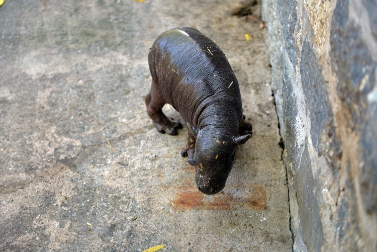 Narodziny we wrocławskim zoo. Zobacz zdjęcia małego hipopotama, Wojciech Bolesta