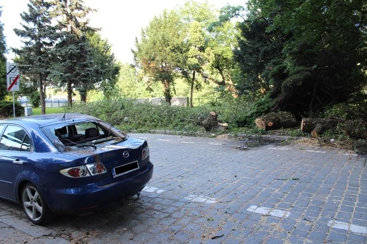 Drzewo runęło na ulicę, przygniatając zaparkowaną mazdę, Paweł Prochowski