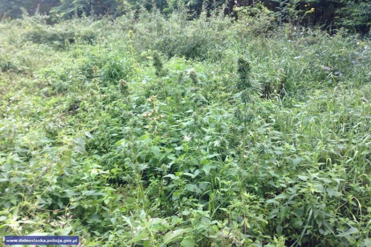 Dwumetrowe krzewy marihuany na dolnośląskiej plantacji [ZDJĘCIA], Dolnośląska Policja