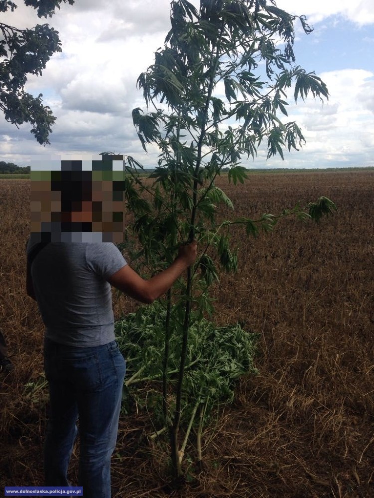 Wrocławscy policjanci zlikwidowali leśną plantację marihuany. Krzewy wyższe od człowieka [ZDJĘCIA, WIDEO], Dolnośląska Policja