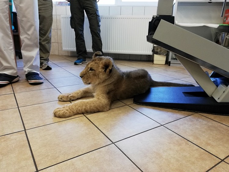 5-miesięczna lwica Kari na badaniach we Wrocławiu [ZDJĘCIA, WIDEO], ad