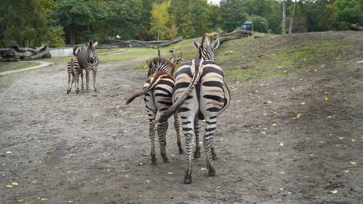 Małe zebry brykają po wybiegu wrocławskiego zoo [ZDJĘCIA], Zoo Wrocław