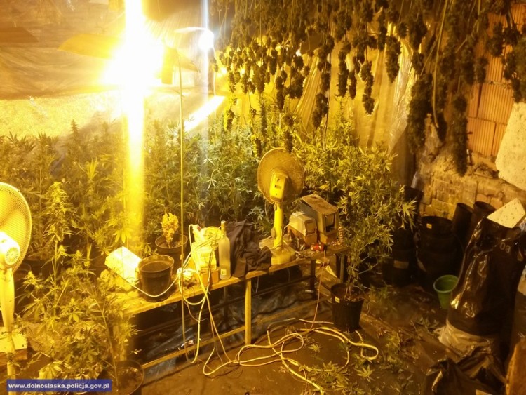 Wrocław: policjanci zlikwidowali nielegalną plantację marihuany, Dolnośląska Policja