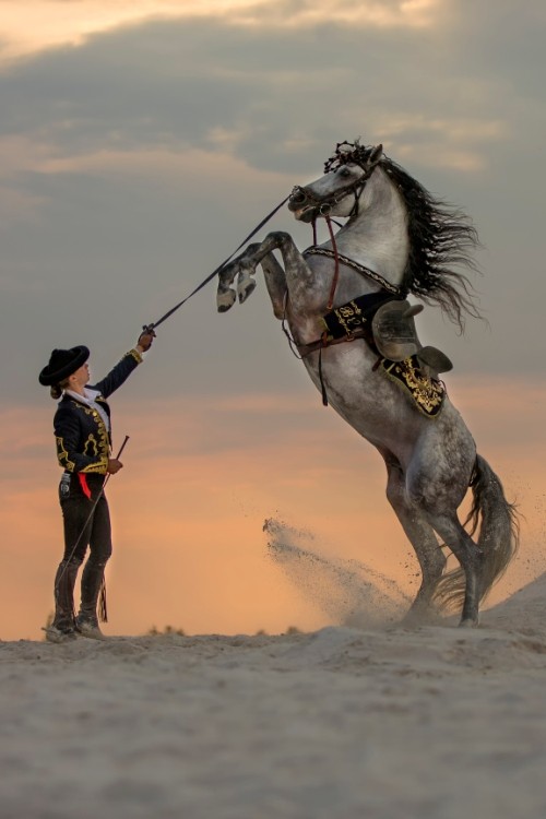 Konie na Pergoli przy Hali Stulecia - bezpłatna impreza dla całej rodziny, 0