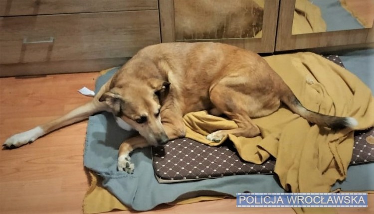 Bił, kopał i zrzucił ze schodów psa. 16-latek odpowie przed sądem rodzinnym, Policja wrocławska