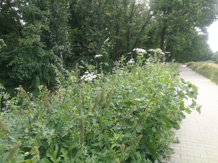 Barszcz Sosnowskiego we Wrocławiu. Straż miejska ostrzega przed rośliną [ZDJĘCIA], Redakcja