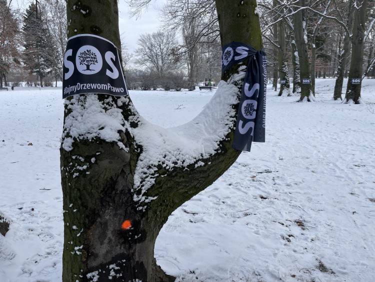 Czarne szarfy na drzewach na Sępolnie. Co to za akcja? [ZDJĘCIA], Hub Aktywistyczny