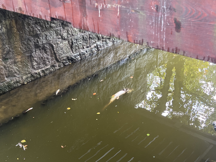 Wrocław: Martwe ryby w Parku Szczytnickim. Zagrożenie dla zoo?, klim