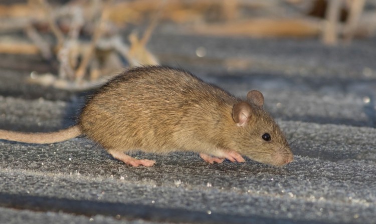 Szczury opanowały podwórko we Wrocławiu. Biegają jak szalone, Adobe Stock