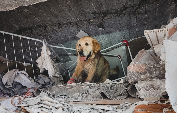 Weterynarze z Wrocławia leczą psa, który ratował ludzi po trzęsieniu ziemi w Turcji, mat. Uniwersytet Przyrodniczy we Wrocławiu