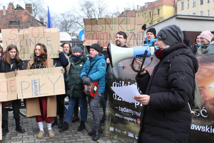 Chcą wyciąć las we Wrocławiu. Mieszkańcy protestowali: 