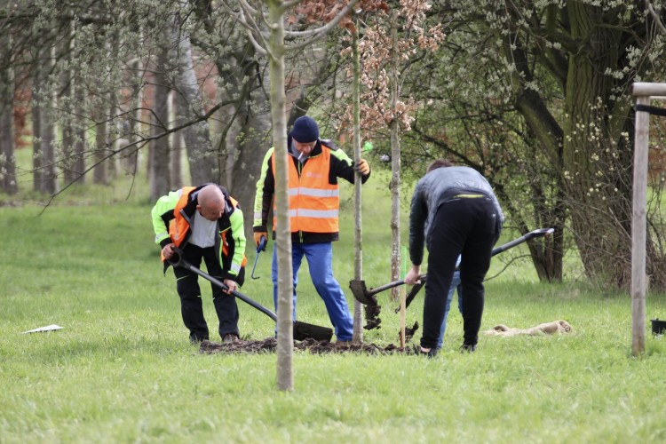 WROśnij we WROcław. Mieszkańcy posadzili drzewka w Parku Tysiąclecia, Jakub Jurek