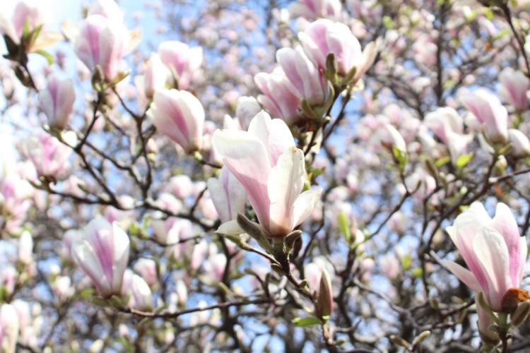 Wrocław: Kwitnące magnolie na festiwalu w Ogrodzie Botanicznym (ZDJĘCIA), Klaudia Kłodnicka