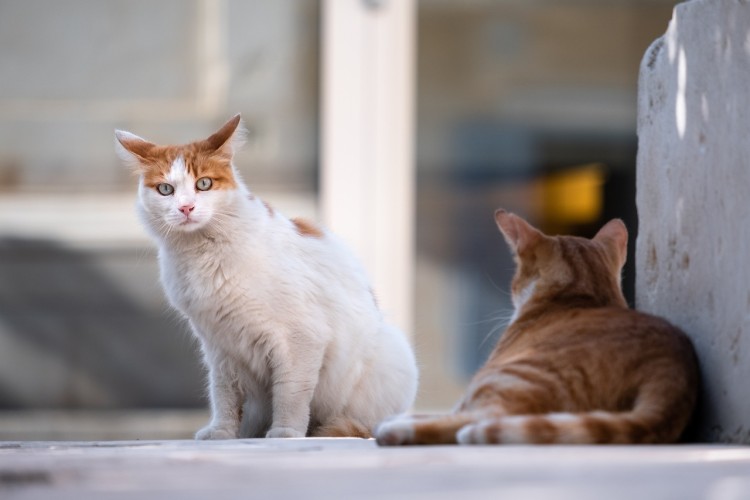 Ptasia grypa u kotów: naukowcy znaleźli źródło zakażeń. Mogą chorować też ludzie, pixabay