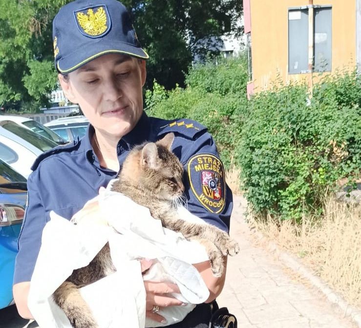 Wrocław: Straż miejska uratowała kotka. Porzuciła go właścicielka, Straż Miejska Wrocławia