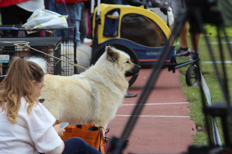 Ale piękne! Wystawa psów na Stadionie Olimpijskim trwa w najlepsze [ZDJĘCIA], Klaudia Kłodnicka