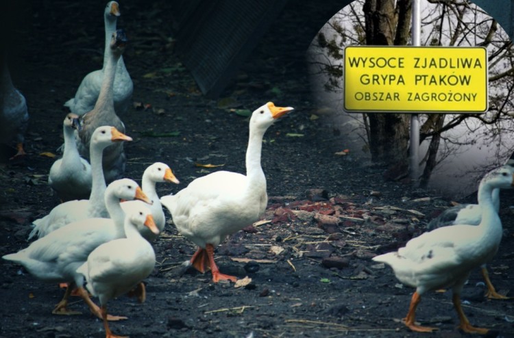 Groźny wirus pod Wrocławiem. Musieli zabić 39 tysięcy kaczek. W mieście 