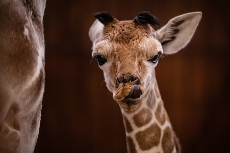 Sama słodycz! W zoo przyszła na świat mała żyrafa. Nikt się tego nie spodziewał!, ZOO Wrocław
