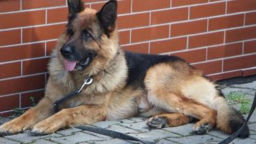 Najlepsze psy dolnośląskiej policji spotkały się we Wrocławiu