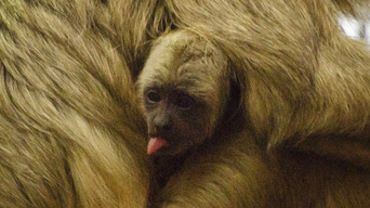 We wrocławskim zoo urodziła się mała małpka [ZOBACZ ZDJĘCIA MALUCHA]