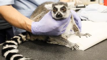 Lemur Julian przeszedł operację we Wrocławiu [ZDJĘCIA]