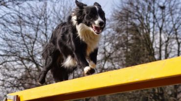 130 psów na Partynicach powalczy o „Złotą Podkowę”