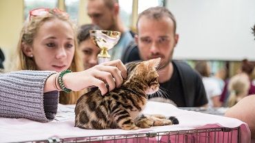 Koty opanowały Halę Stulecia. Międzynarodowa Wystawa Kotów we Wrocławiu [ZDJĘCIA]