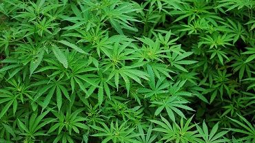 24-latek zatrzymany za posiadanie marihuany. Twierdził, że ma ją z... lasu