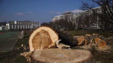 Koniec z wycinką drzew przez deweloperów? Miasto wzmacnia ich ochronę