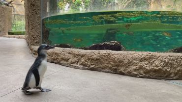 Pingwiny zwiedziły wrocławskie zoo. Miały frajdę, jak dzieci! [WIDEO]