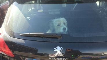 Pies w nagrzanym samochodzie. Animal Patrol interweniował na czas [ZDJĘCIA]