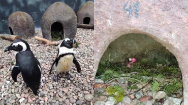 Homoseksualna para pingwinów adoptowała w zoo różowego flaminga [ZDJĘCIA]