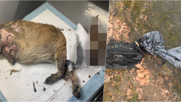 Wrocław: Makabryczne odkrycie w parku. Ktoś okaleczył i zabił psa