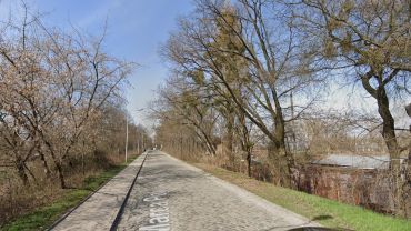 Wrocław: Rusza remont ulicy prowadzącej do Olimpia Port. Ale po drodze rośnie drzewo