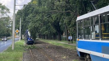 Wrocław: Konar drzewa na sieci trakcyjnej. Ulicą Mickiewicza nie jeździły tramwaje