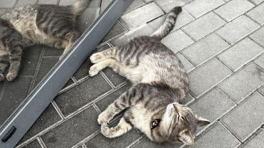 Wrocław: Ten kot sieje zamęt na osiedlu. Biega po Biedronce, kradnie jedzenie gościom restauracji