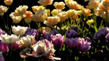 Wrocław: Kolorowe tulipany i kiermasz w Ogrodzie Botanicznym