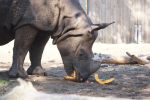 Wrocławskie ZOO apeluje o pomoc dla nosorożców, ZOO Wrocław