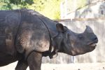 Wrocławskie ZOO apeluje o pomoc dla nosorożców, ZOO Wrocław