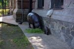 Mały hipopotam z wrocławskiego zoo pierwszy raz na wybiegu [ZDJĘCIA, WIDEO], Wojciech Bolesta